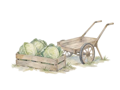 キャベツ入りの運搬箱と空の台車を描いた野菜流通の概念画。特定市場の配置や現在の価格・量を表さない。