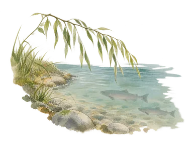 川の岸、ヤナギの枝と水面のサケの影で土地と漁の関係を示す概念画。伝統漁具、衣装、儀礼、歴史的集落を想像で復元していません