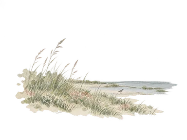 海岸草地を表す草、遠い鳥の小さな影、水際の概念画。特定地点の地形や鳥の種類は再現しない。