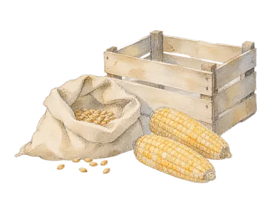一般的なトウモロコシ少量と小麦粒の袋、空の木箱を描く農産物集荷の概念画。特定市場・農場・現在の売台や公式包装を再現しない。