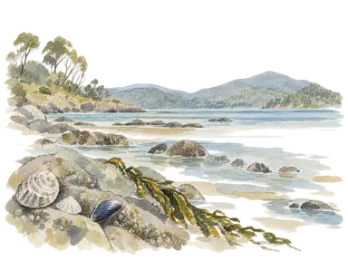 タスマニアの河口の貝、石、海藻を描いた概念画。文化資料や儀礼具の再現ではありません