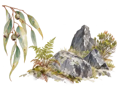 ユーカリの葉、シダ、ドレライトの岩と低木で山の環境を表す概念画。特定の登山道や山容の再現ではありません