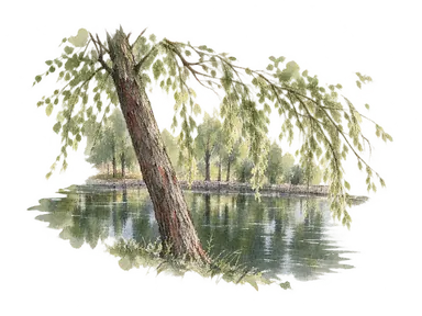 参照写真に基づくイフラン市内の池と傾く木の部分景