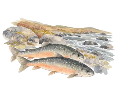 ホッキョクイワナと岩の多い川辺を描いた概念画。特定の漁具や漁の場面の復元ではありません