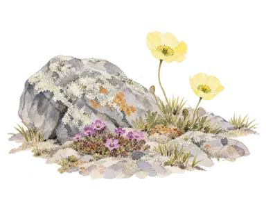 地衣類のある岩、紫の花と黄色いケシを描いた夏のツンドラの概念画。特定地点の植生調査図ではありません