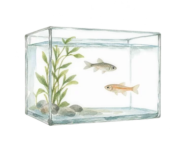 淡水魚と観察用水槽の概念画、特定の希少種を同定した絵ではない
