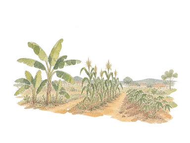 周辺農地のプランテン、トウモロコシ、キャッサバを表した概念画。特定農場の植栽配置ではない。