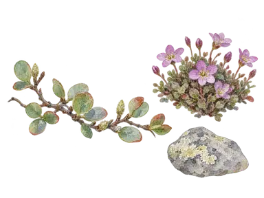 低いヤナギ、紫の小花、地衣類のある石を描いた夏の植生の概念画。特定地点の植生図ではありません