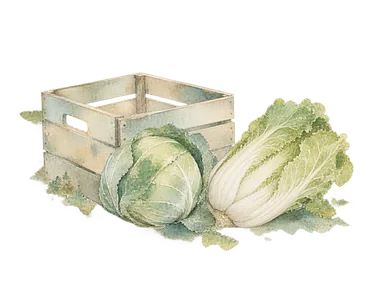 キャベツ、白菜と木箱で高原からの野菜流通を示す概念画。現在の特定市場や輸出量、産地の正確な荷姿を再現していません
