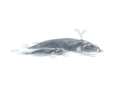 湾の水面に浮かぶクジラと小さな子の概念水彩。特定の観察地点、当日の出現や船との距離を再現していない