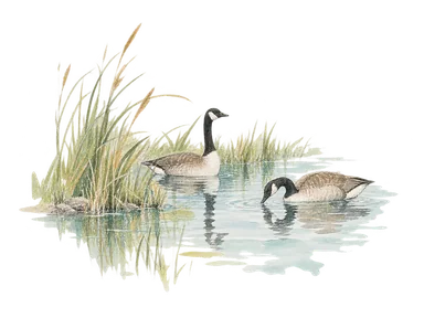 草の岸辺とカナダガンで都市の鳥類生息地を表した概念画。保護区の実際の配置や観察できる個体数を示すものではありません