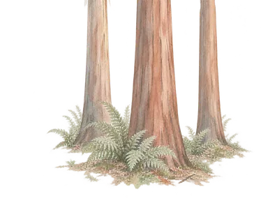 植えられたレッドウッドの幹とシダの下草を表す概念的な林の水彩。記念林の特定地点や樹木の配置の再現ではない。