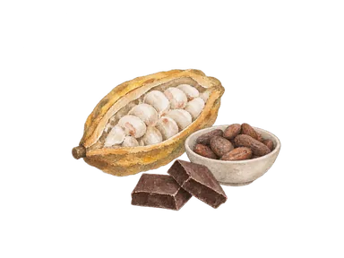 カカオの莢、豆とチョコレートで表した栽培・加工の概念画。市内の農園や特定の商品ではありません