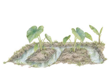 水路に挟まれた小さな土の畝と数枚のタロの葉、遠景のバナナ葉で家庭栽培を表す概念画。特定の畑、村やフツナ島の段状のタロ畑の再現ではありません