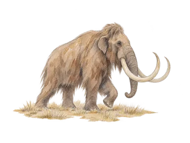 氷河期のケナガマンモスを表す科学的な概念画。施設の実展示や現在のホワイトホースの動物ではありません