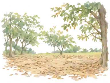 2017年写真を参考にしたアコカ構内の樹木と空地。水面は描いていない