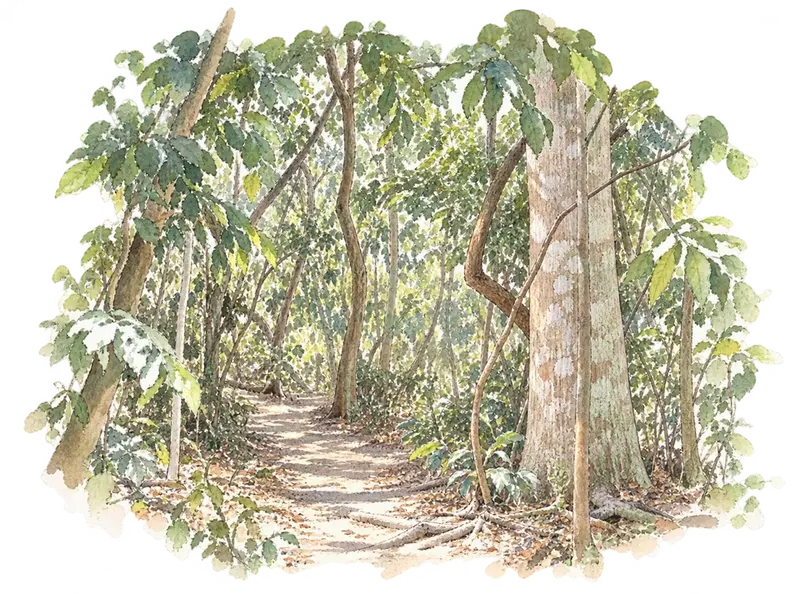Sacred Mijikenda Kaya Forestsの水彩スケッチ